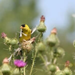 Goldfinch on thistle