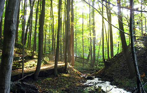 Beech Maple Trail in early fall