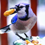 Blue Jay at Feeder