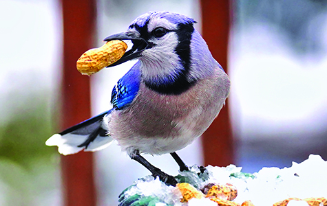 Blue Jay at Feeder