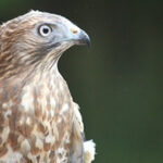 Broad Winged Hawk