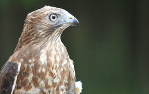 Broad Winged Hawk