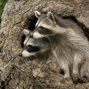 Two raccoons in a tree