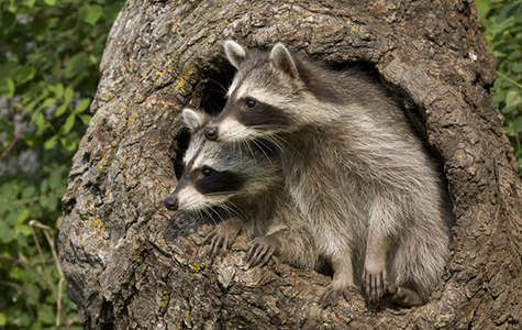 Two raccoons in a tree