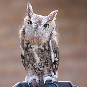 Eastern Screech Owl at KNC