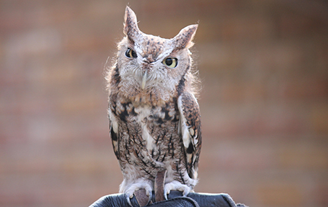 Eastern Screech Owl at KNC