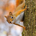 Red Squirrel