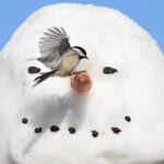 Chickadee on Snowman