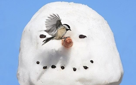 Chickadee on Snowman