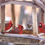 Winter Feeder Cardinals