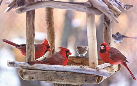 Winter Feeder Cardinals