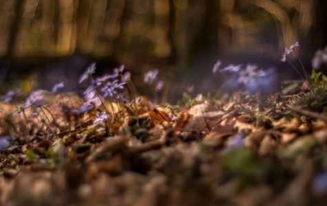 Spring Hepatica