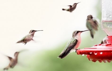 Ruby Throated Hummingbirds at feeder