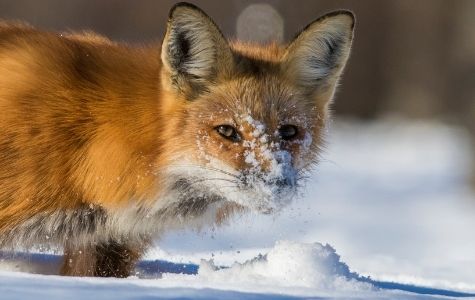 Fox in winter