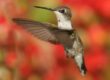 Ruby Throated Hummingbird
