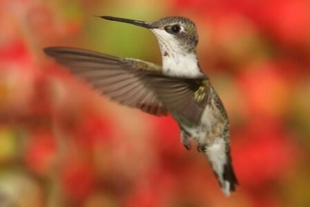 Ruby Throated Hummingbird