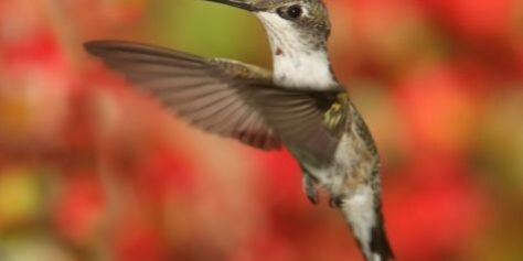Ruby Throated Hummingbird