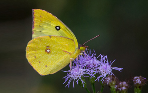 Southern Dogface Colias cesonia