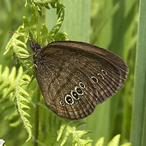 Mitchell's satyr butterfly