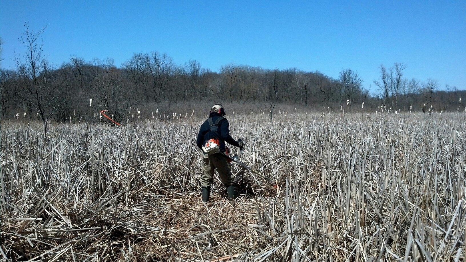 Field crew member treating cattails in a fen wetland.