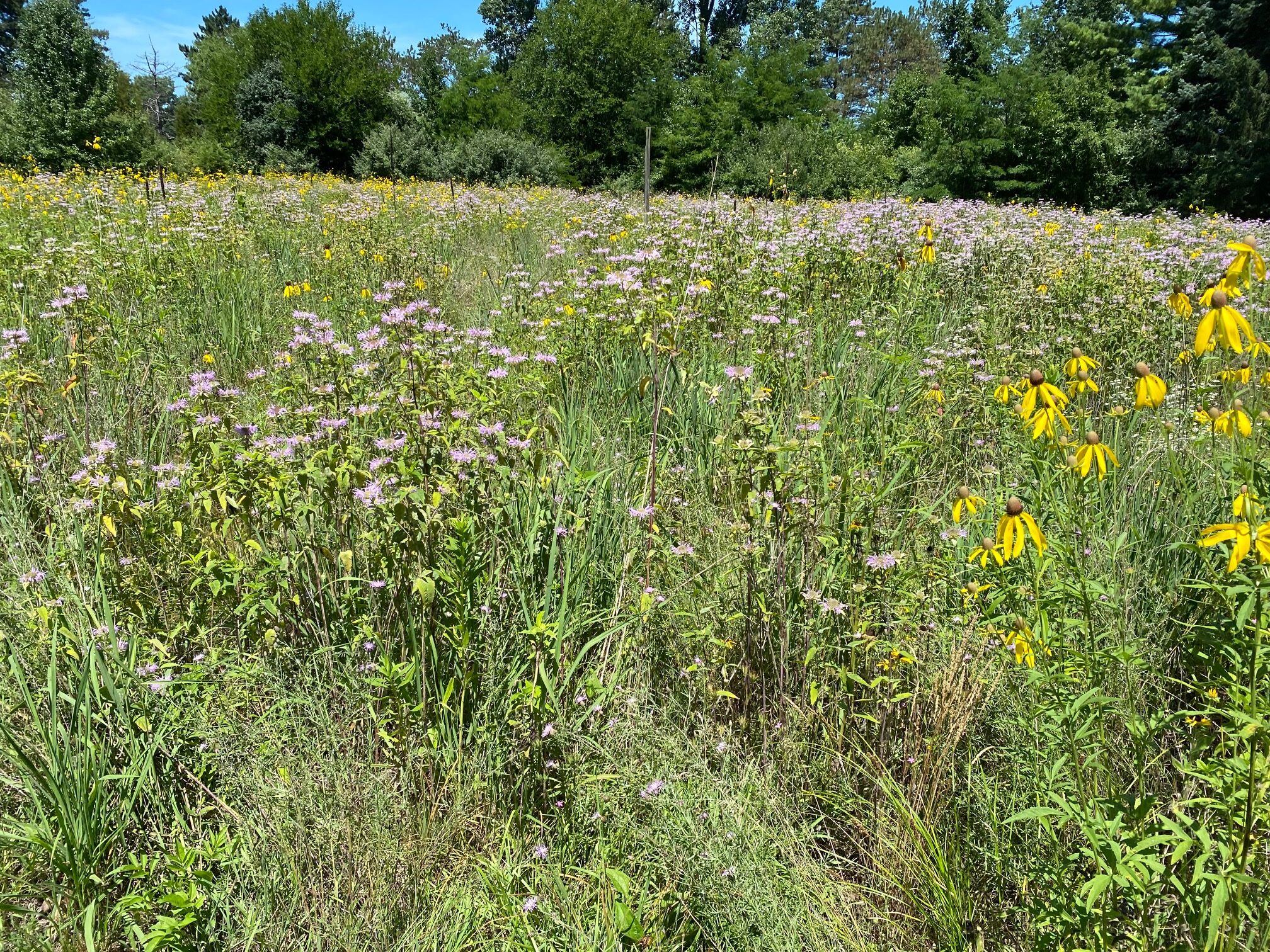 Restored prairie with flowers blooming.