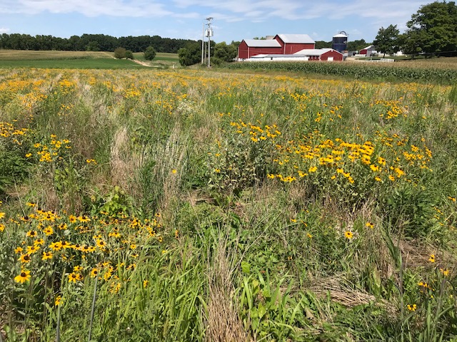 Native forbs and grasses growing in a restored prairie.