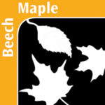 Beech Maple