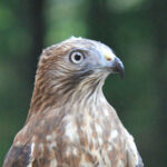 Broad-winged hawk