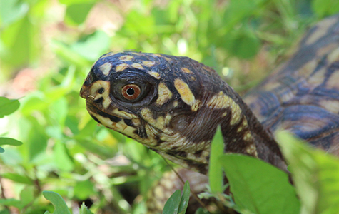 Eastern Box Turtle