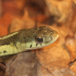 Garter Snake