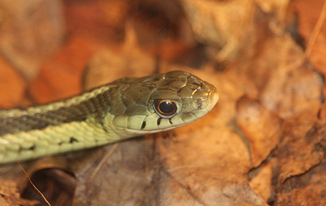 Garter Snake