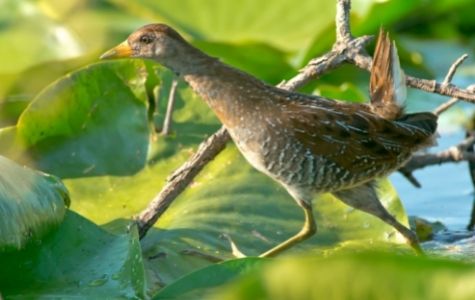 Sora Rail