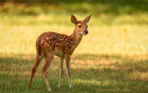 White tailed fawn