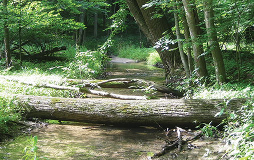 Trout Run Stream