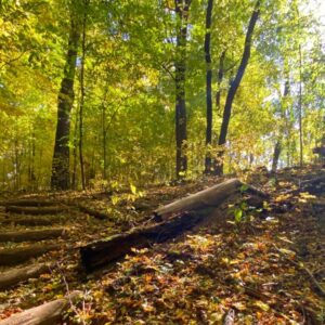 Headwaters Trail