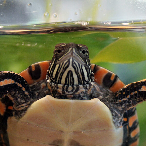 Painted Turtle