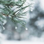 pine in winter