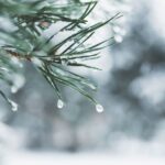 Pine tree in winter