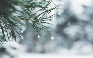 Pine tree in winter