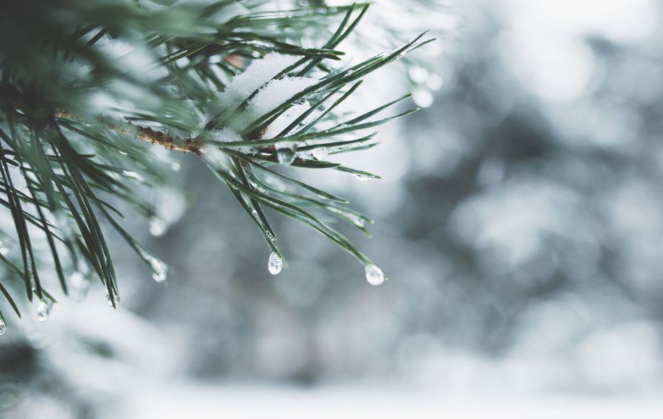 Pine tree in winter