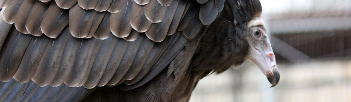Tukey the turkey vulture