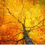 Fall Tree