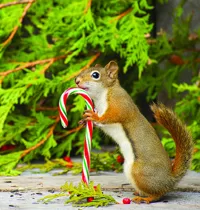 squirrel with candy cane