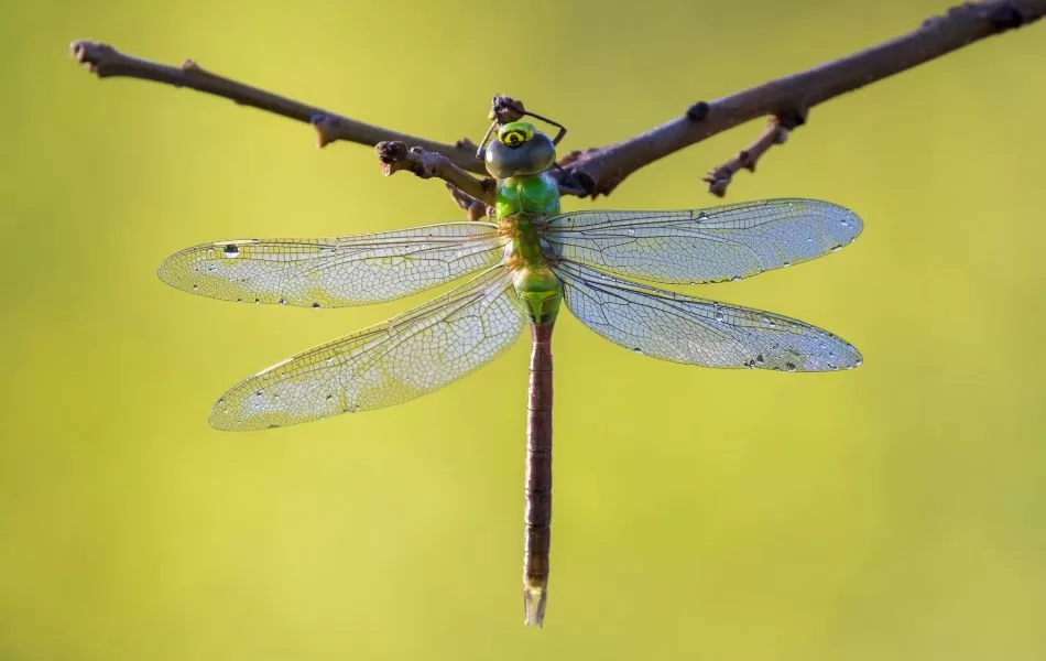 green darner dragonfly