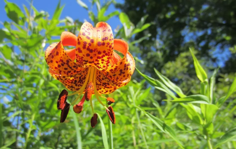 Michigan Lily