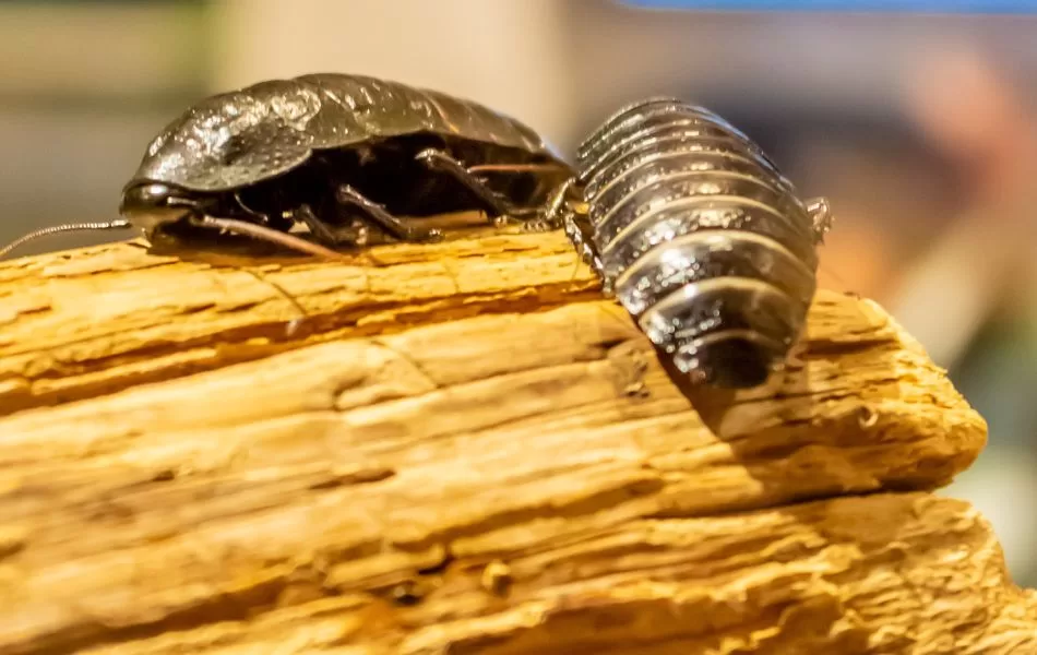 hissing cockroach