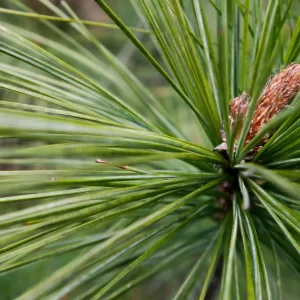 pine needles