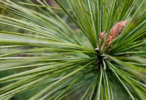 pine needles