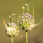 Wild onion