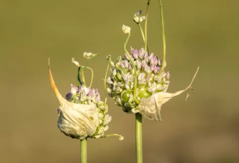 Wild onion